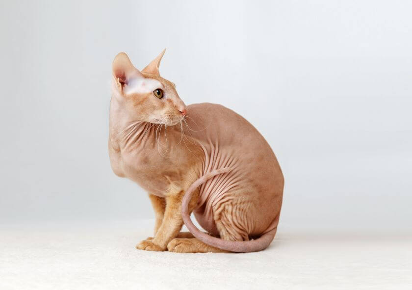 Peterbald - zdrowie