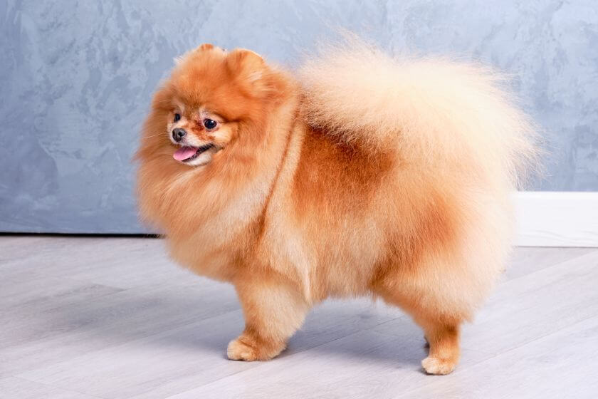 psy miniaturki - pomeranian