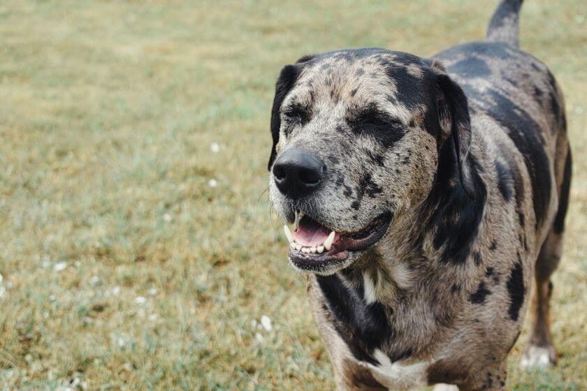 psy obronne - catahoula leopard dog