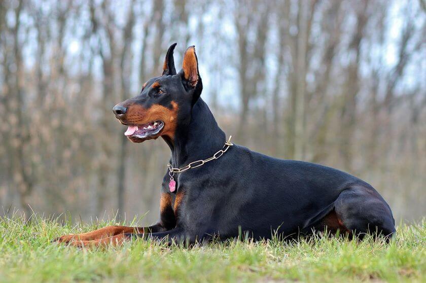 psy obronne - doberman