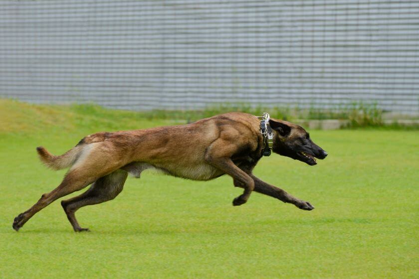 psy obronne - owczarek belgijski malinois