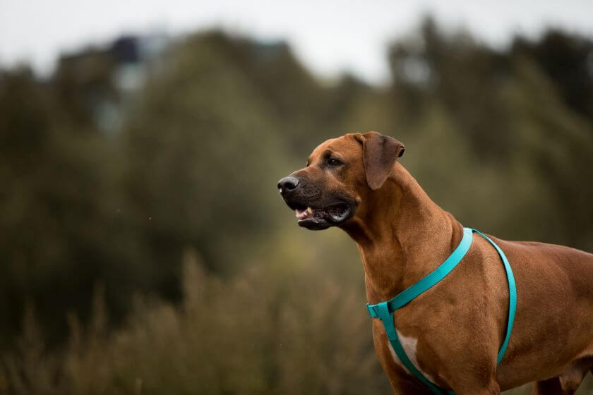 psy obronne - rhodesian ridgeback