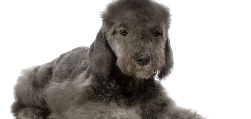 psy z włosami zamiast sierści - bedlington terrier