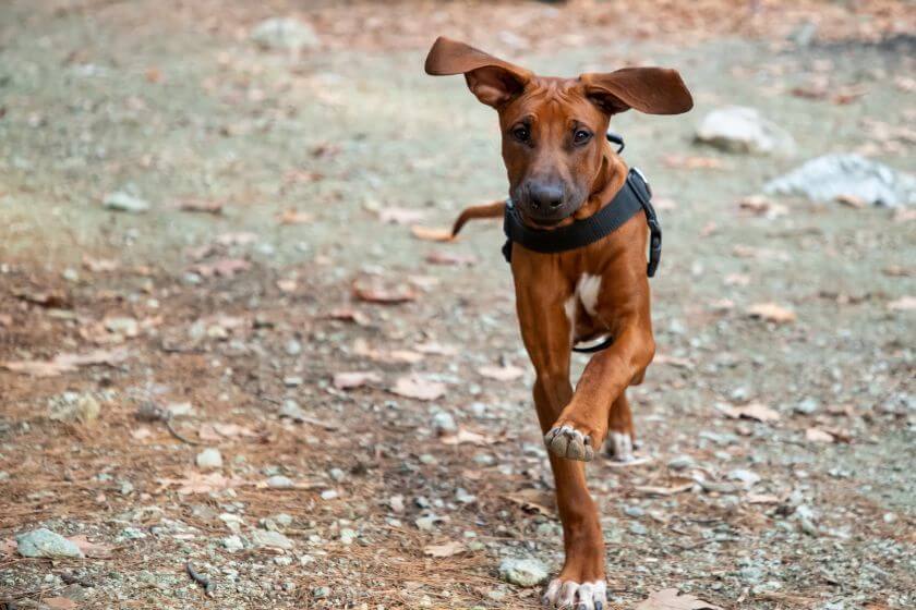 Rhodesian ridgeback biegnie