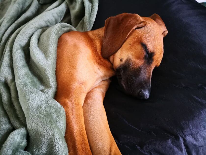 Rhodesian ridgeback śpi pod kocem