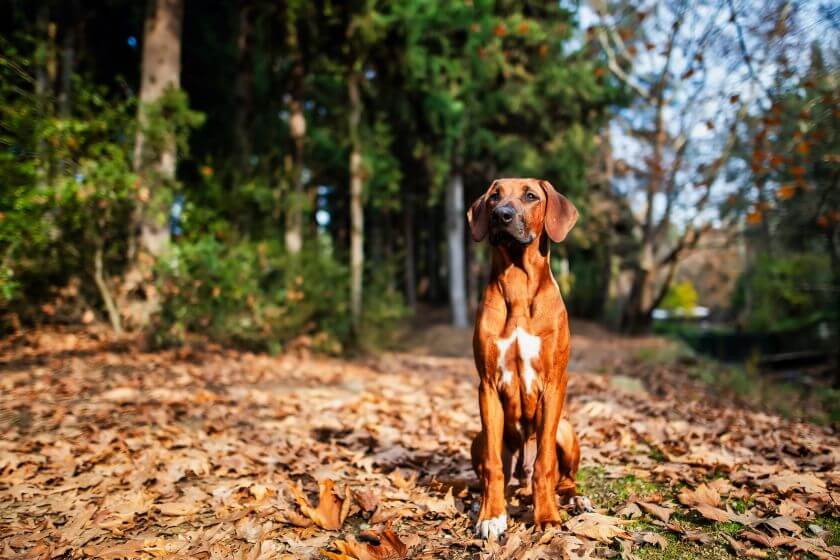 Rhodesian ridgeback siedzi w lesie