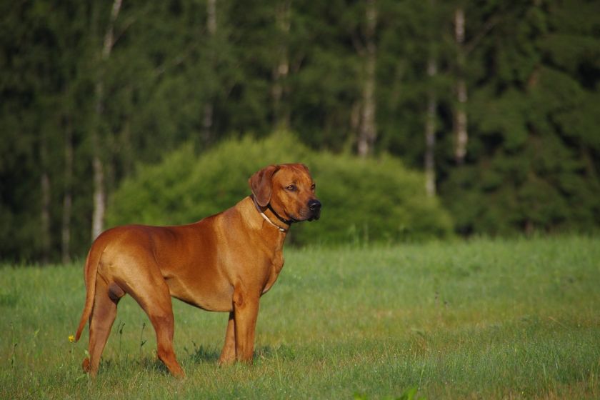 Rhodesian ridgeback stoi na łące