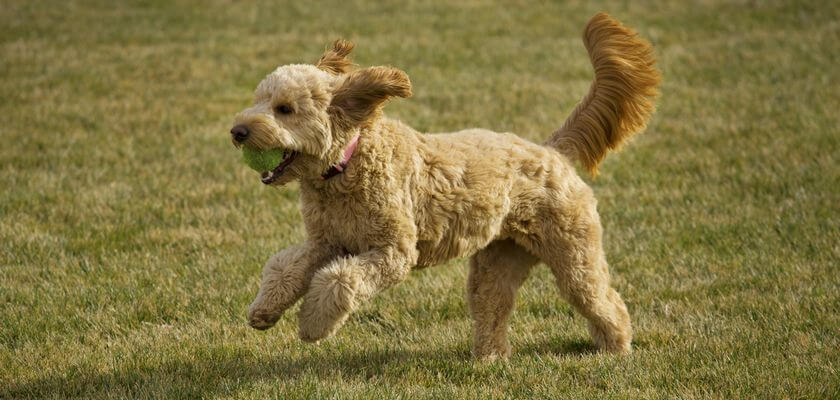 duże psy - goldendoodle