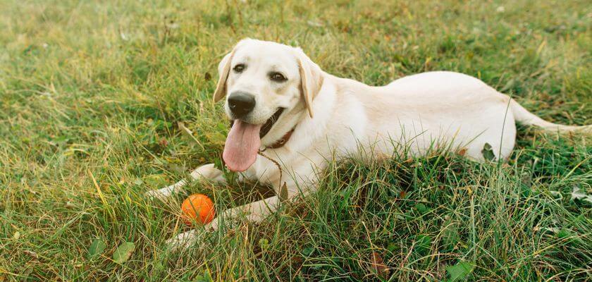 duże psy - labrador retriever