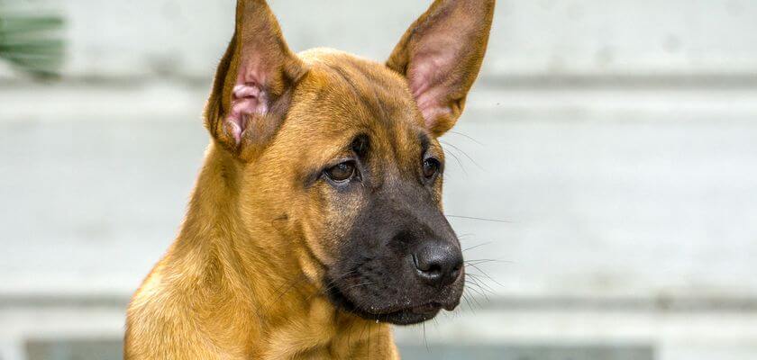 najdroższy pies na świecie - thai ridgeback