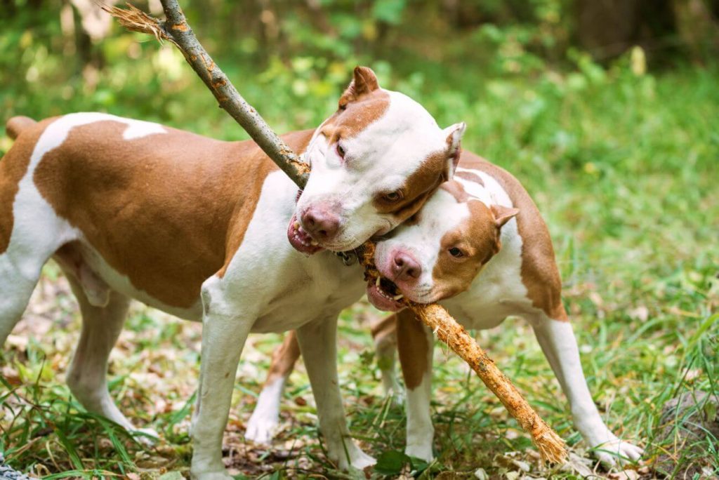 amerykańskie pitbulteriery bawią się patykiem