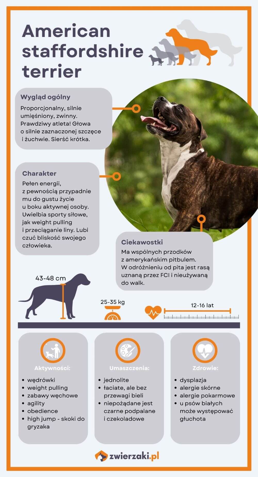 Amstaff infografika