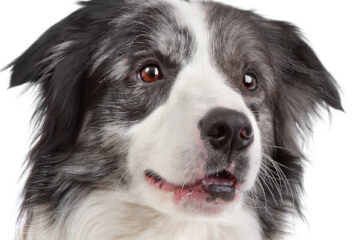 bordercollie