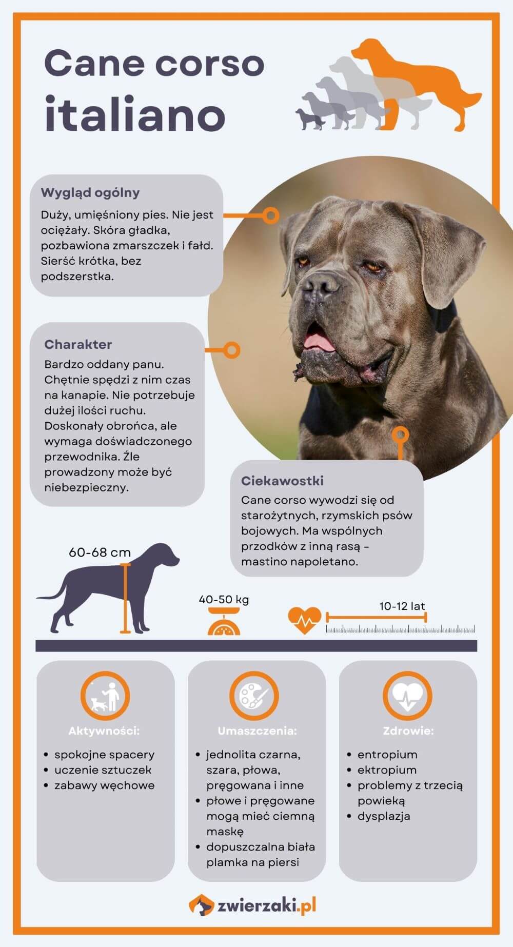 Cane corso infografika