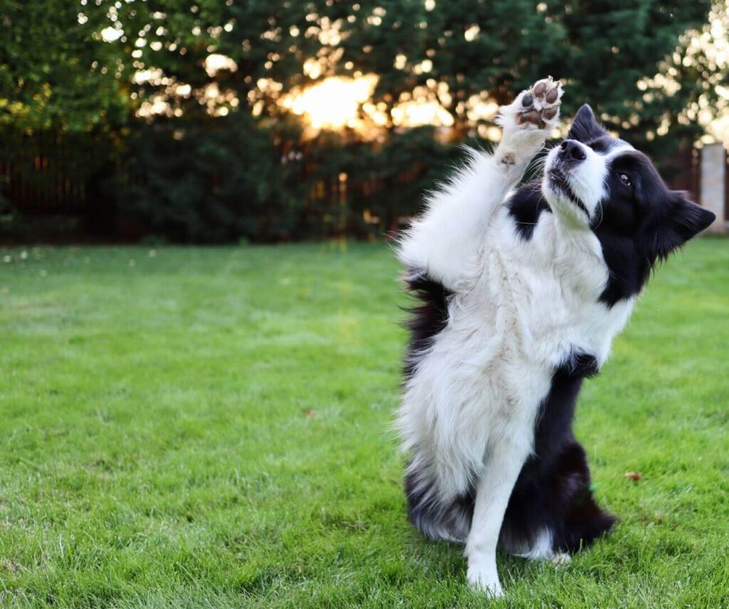 najładniejsze psy border collie