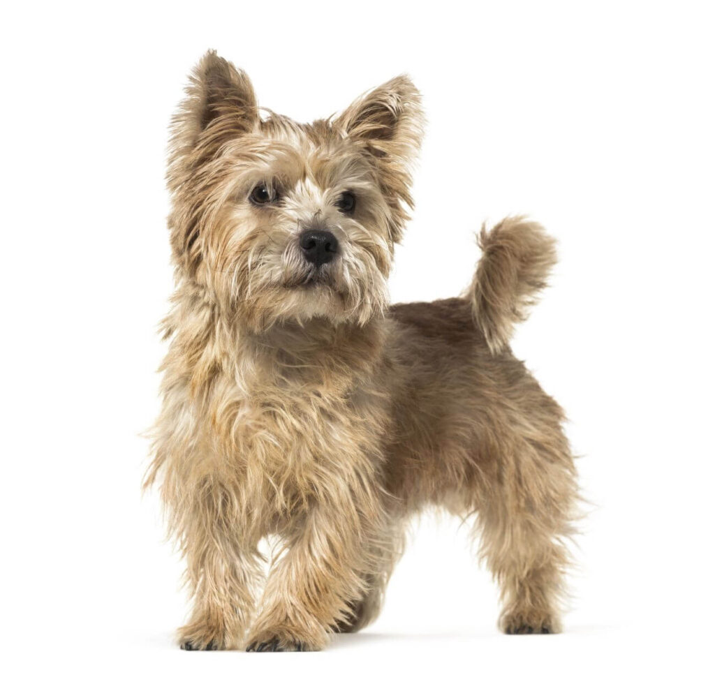 najładniejsze psy norwich terrier