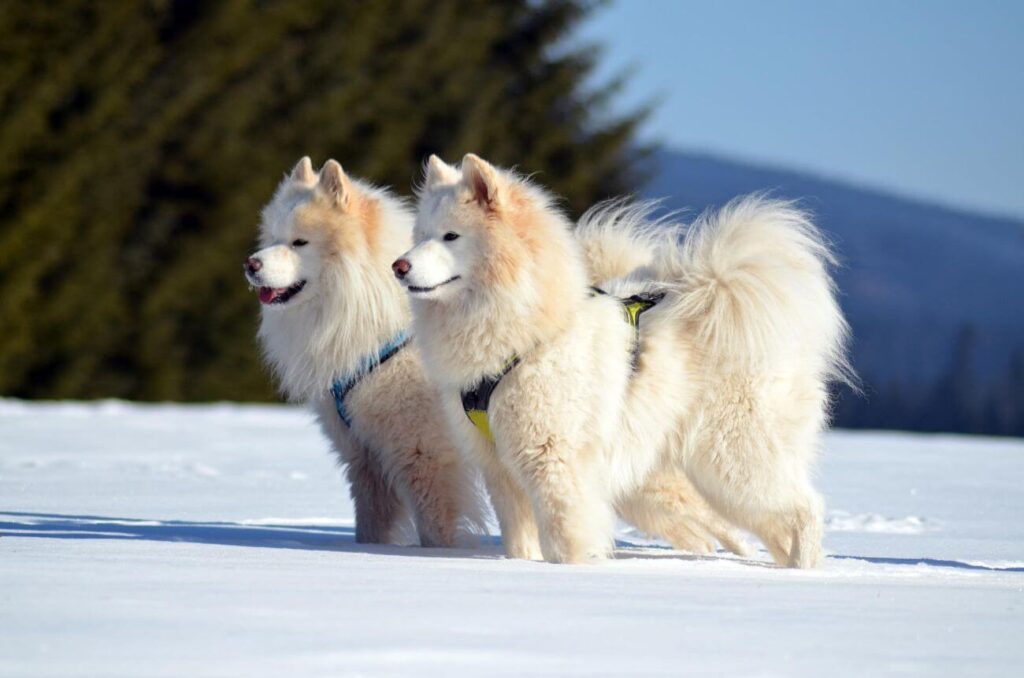 najładniejsze psy samoyed