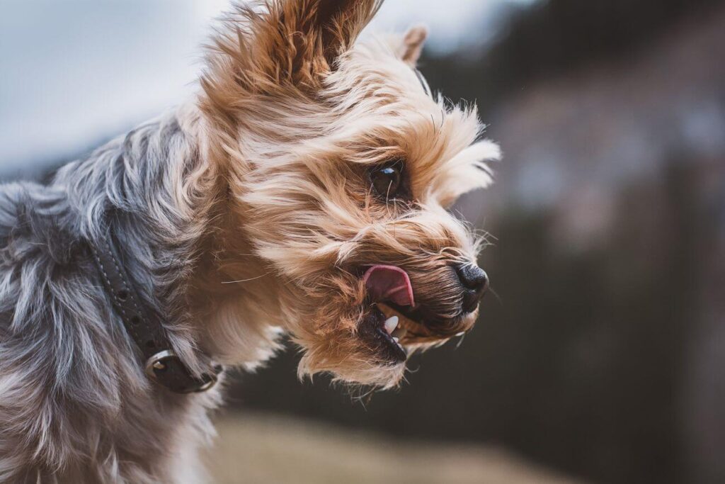 najładniejsze psy yorkshire terrier