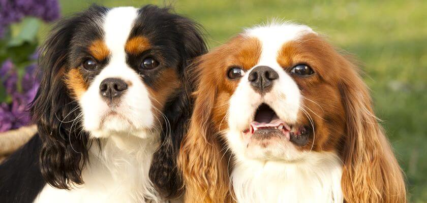 cavalier king charles spaniel