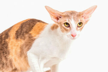 kot cornish rex