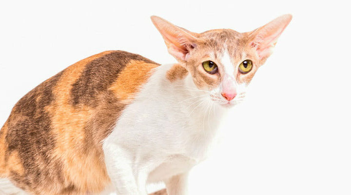 kot cornish rex