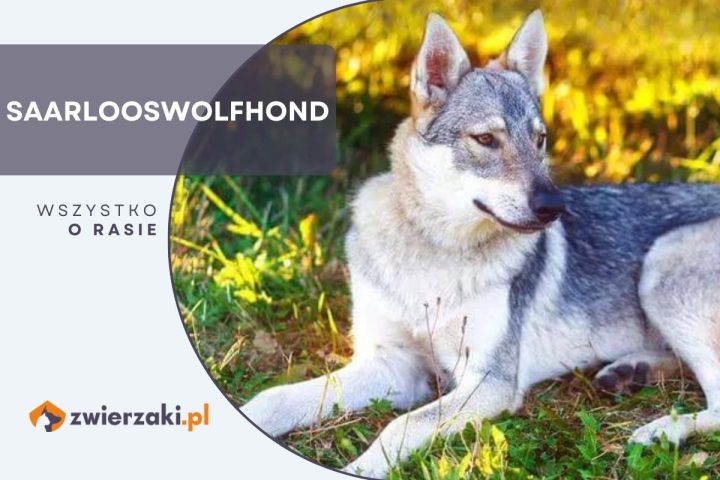 saarlooswolfhond