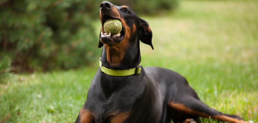 doberman z piłką