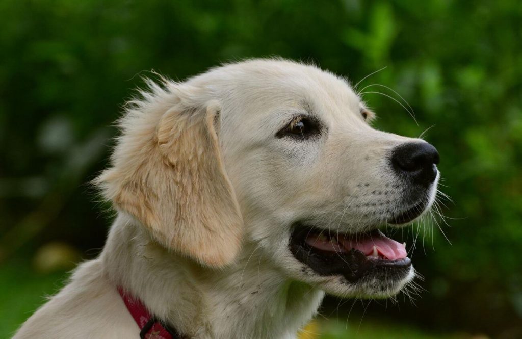 golden retriever głowa