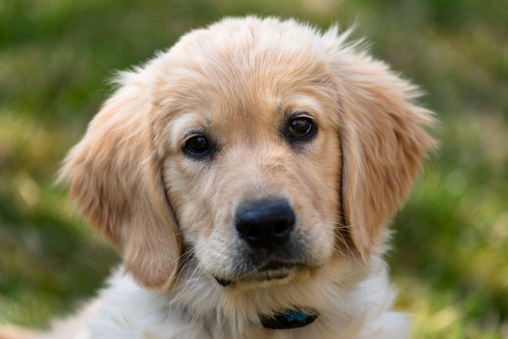 golden retriever szczeniak