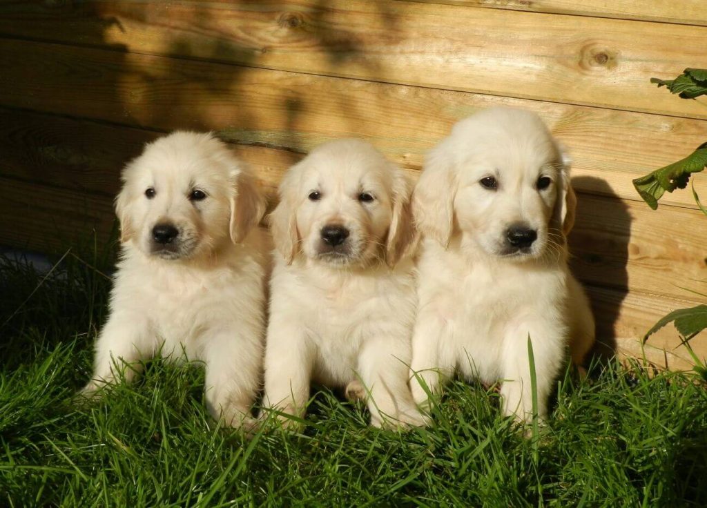 golden retriever szczeniaki