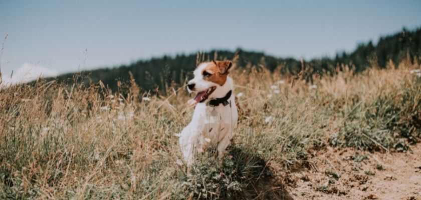 jack russell terrier siedzi na szlaku