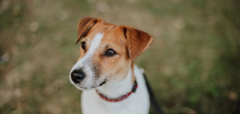 głowa jack russell terriera