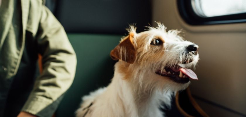 jack russell terrier w pociągu