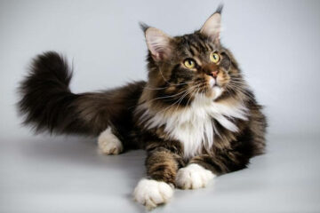 maine coon