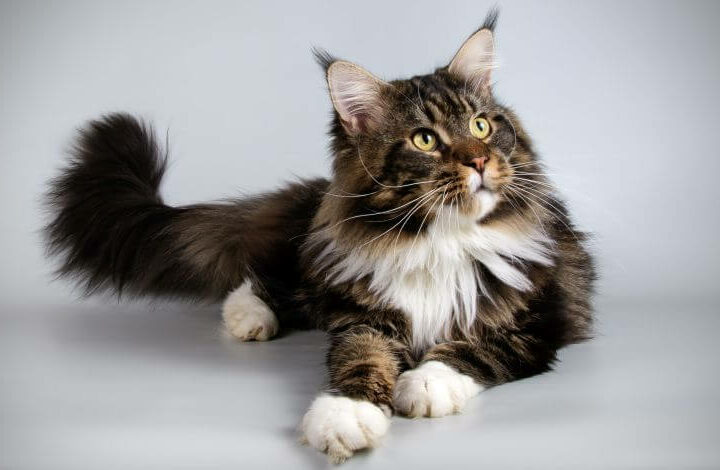 maine coon