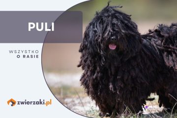 puli