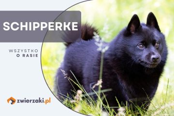 schipperke