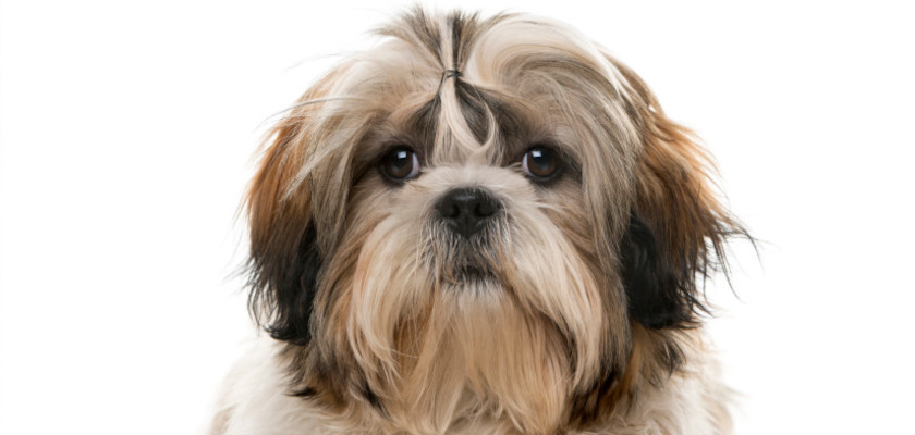 shih tzu-wyglad