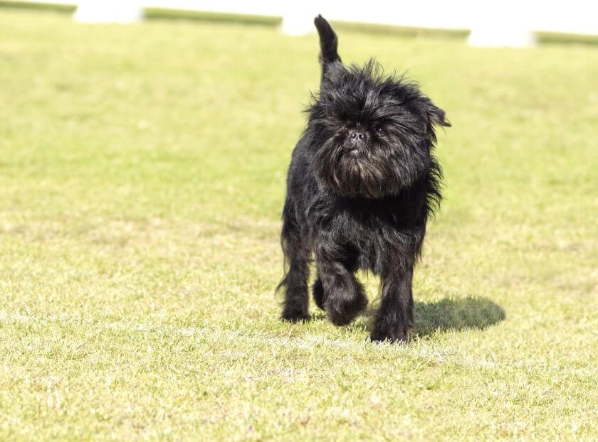 Affenpinscher na placu