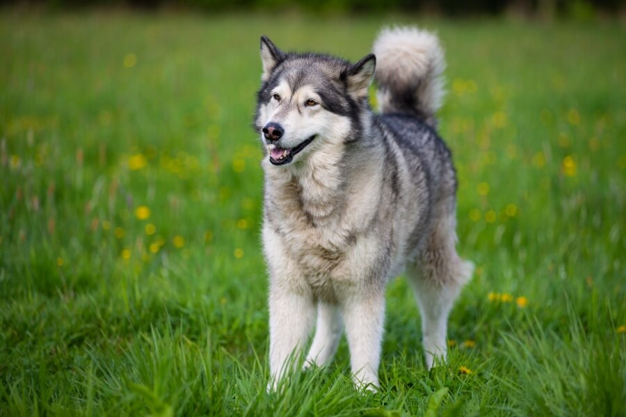 Alaskan malamute na trawie