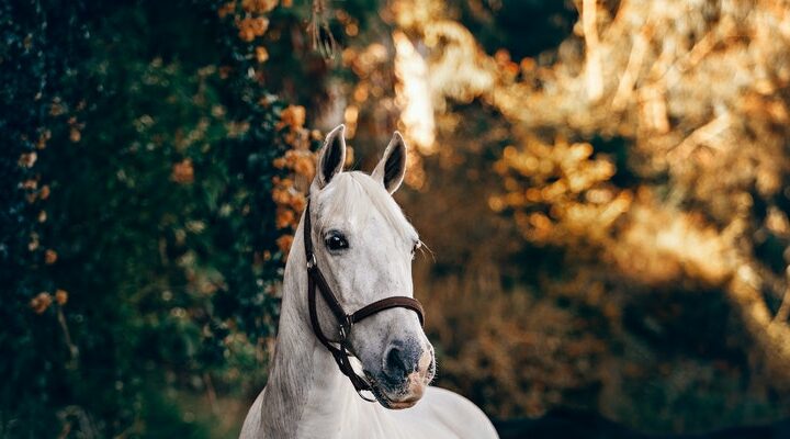 Pride of Poland – licytacja koni