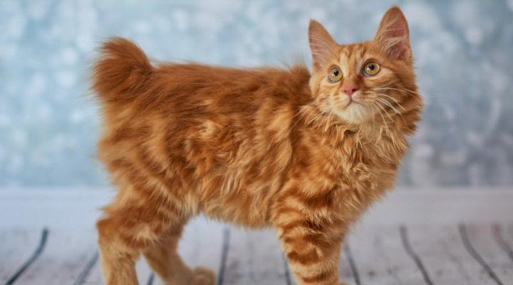 kurylski bobtail