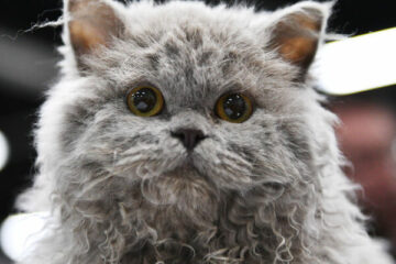 selkirk rex