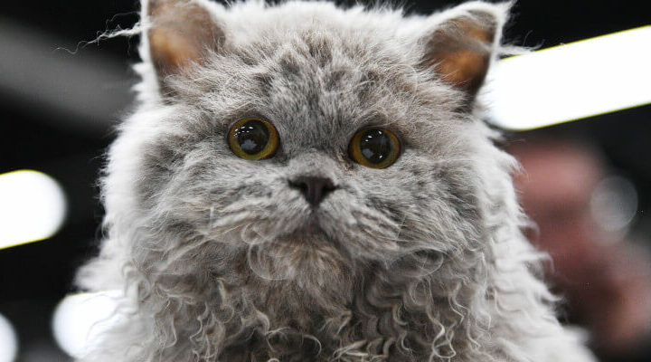 selkirk rex