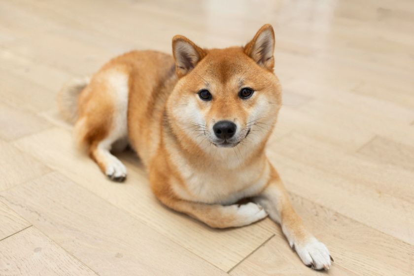 shiba inu pies z wyciągniętą łapą patrzy mądrze