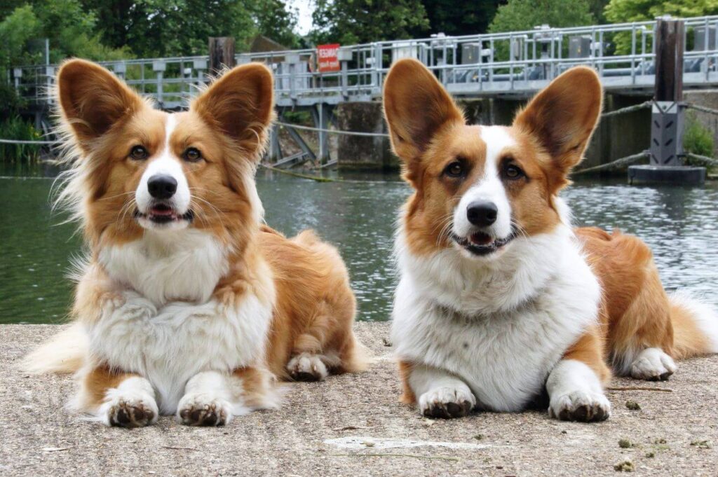 Welsh corgi cardigan dwa leżą nad wodą