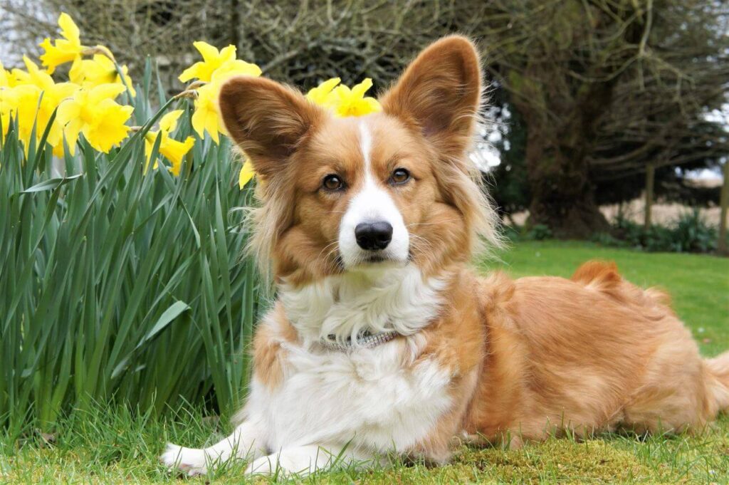 Welsh corgi cardigan jeden leży w ogrodzie