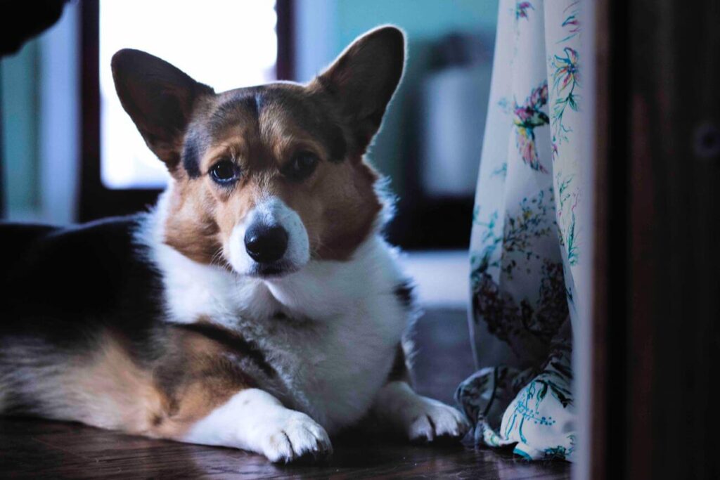 Welsh corgi cardigan leży w domu