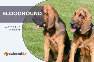 bloodhound