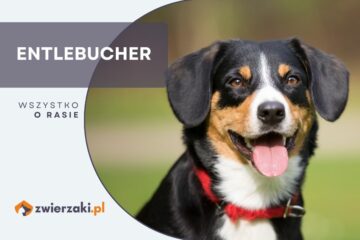 entlebucher